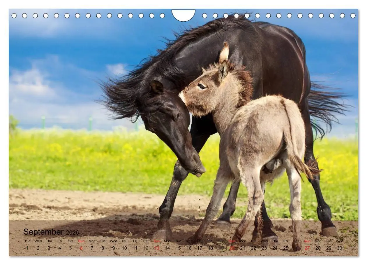 Bild: 9783516579819 | Little Donkey with Friends (Wall Calendar 2026 DIN A4 landscape),...