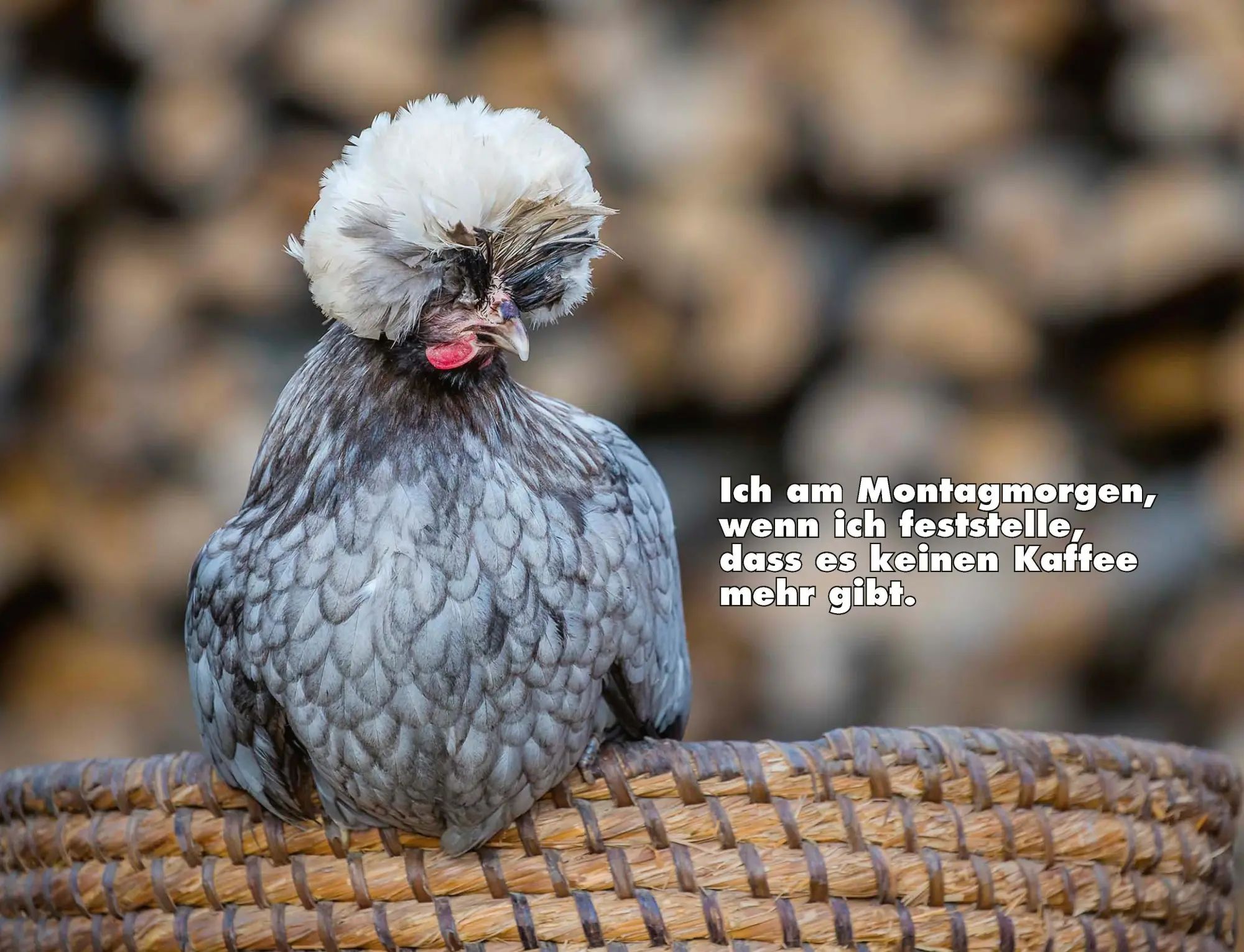 Bild: 9783966649919 | Kalender Hühner Memes 2026 Eintragkalender | Tierischer Hühner-Spaß