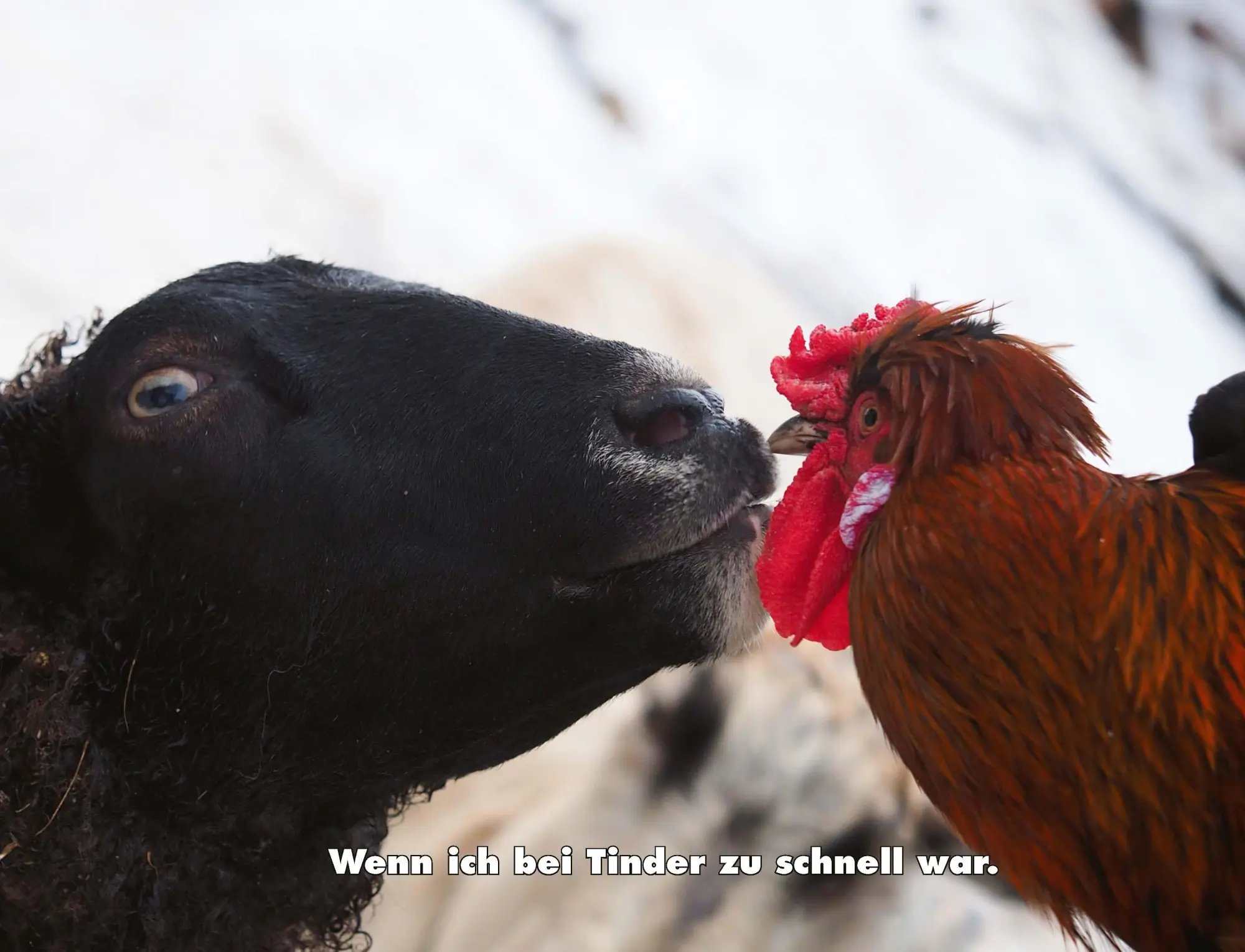 Bild: 9783966649919 | Kalender Hühner Memes 2026 Eintragkalender | Tierischer Hühner-Spaß