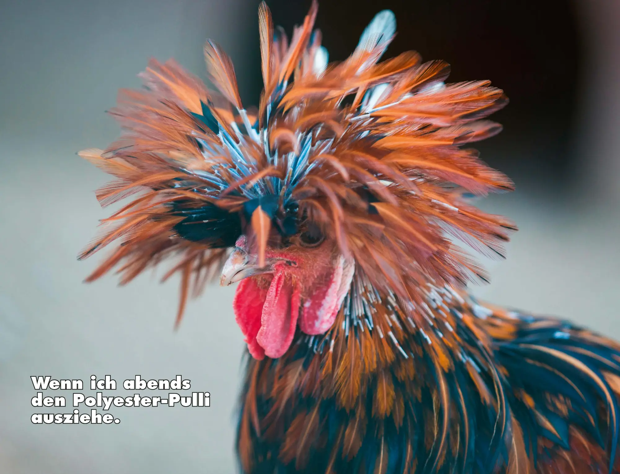 Bild: 9783966649919 | Kalender Hühner Memes 2026 Eintragkalender | Tierischer Hühner-Spaß