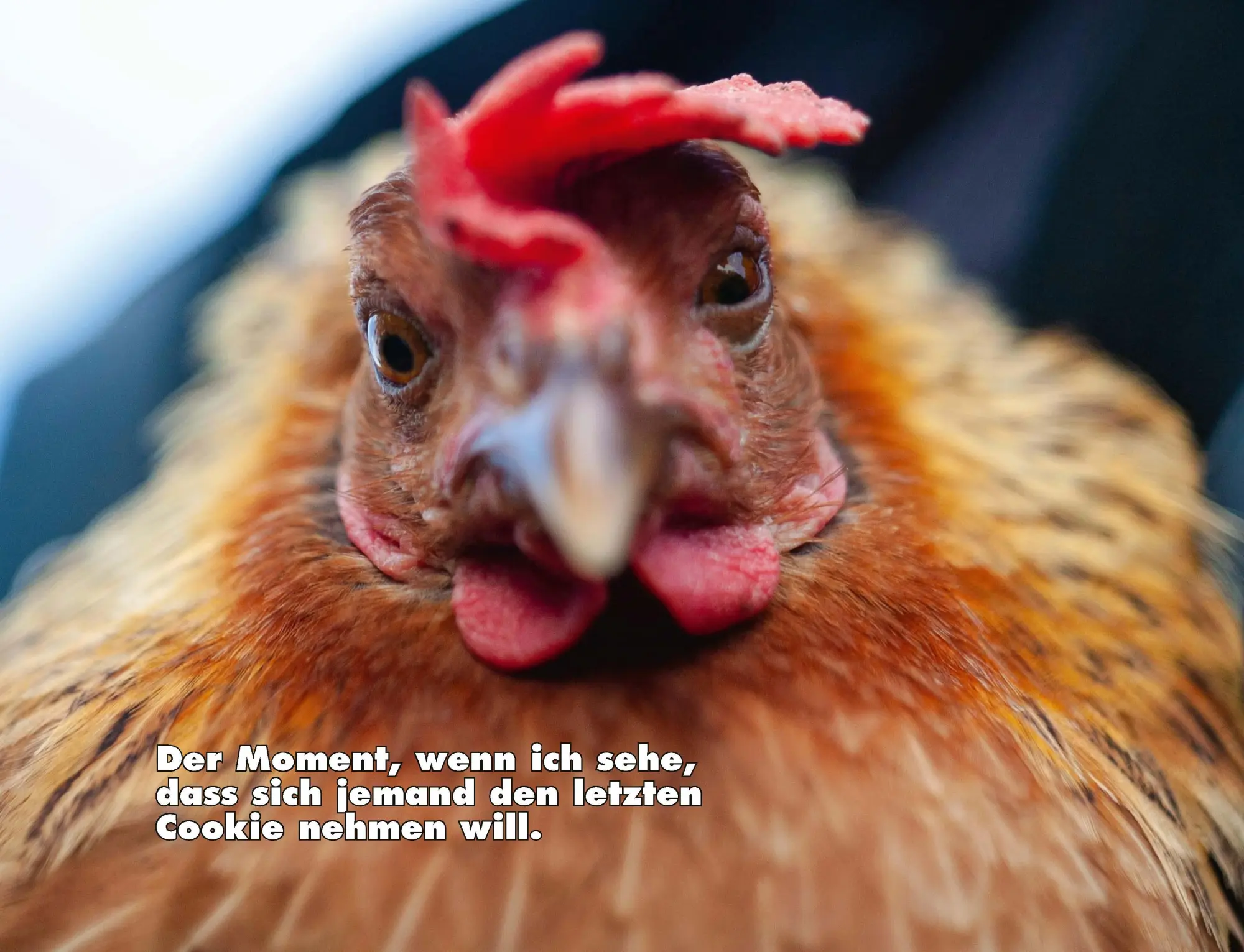 Bild: 9783966649919 | Kalender Hühner Memes 2026 Eintragkalender | Tierischer Hühner-Spaß