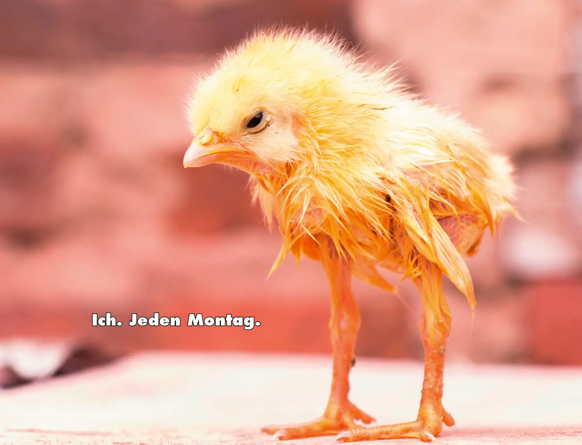 Bild: 9783966649919 | Kalender Hühner Memes 2026 Eintragkalender | Tierischer Hühner-Spaß