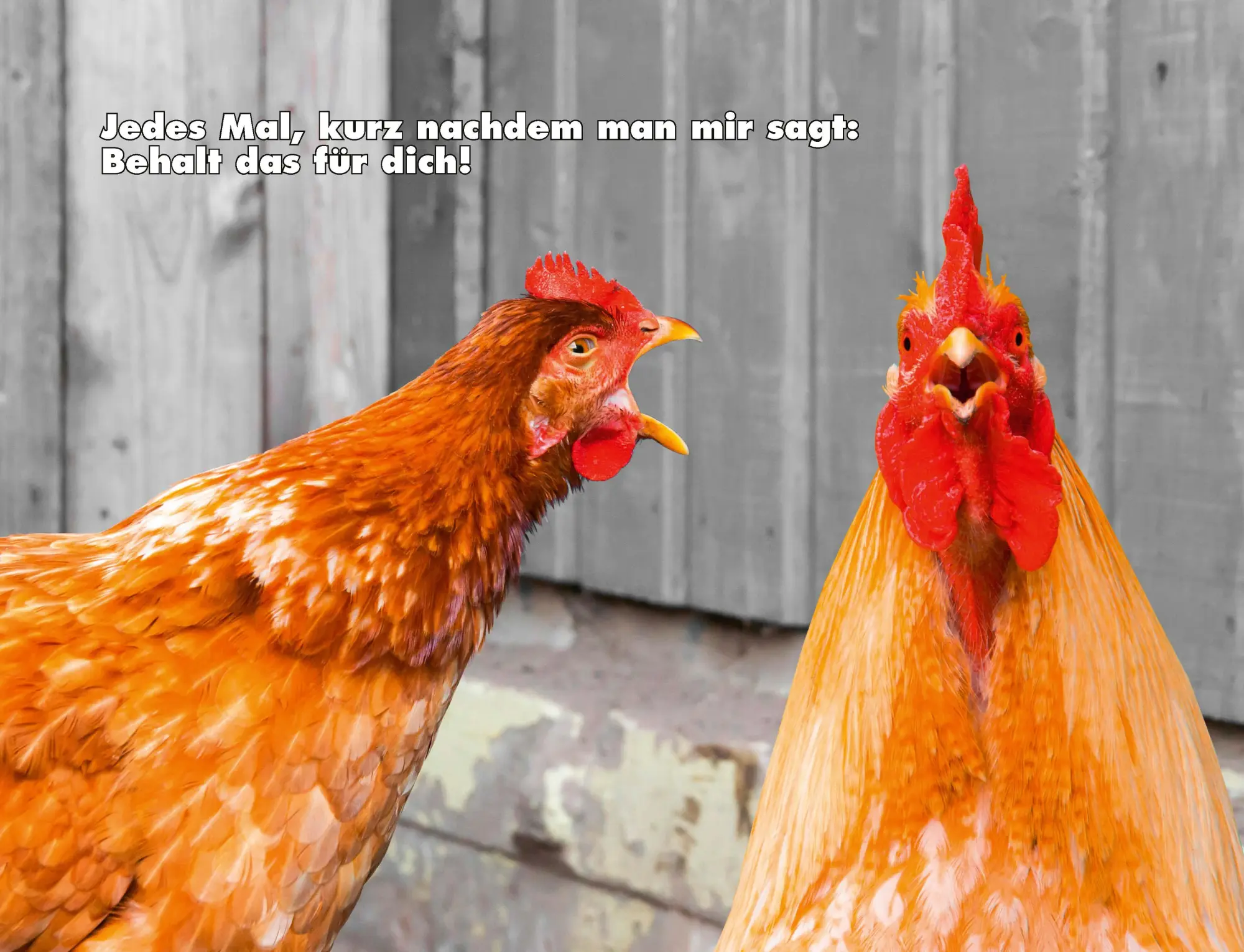 Bild: 9783966649919 | Kalender Hühner Memes 2026 Eintragkalender | Tierischer Hühner-Spaß