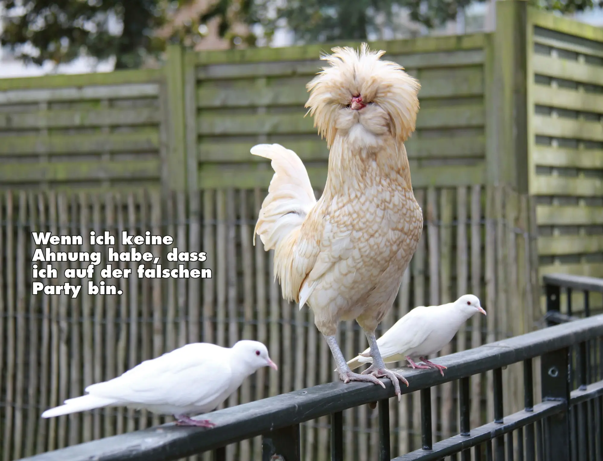 Bild: 9783966649919 | Kalender Hühner Memes 2026 Eintragkalender | Tierischer Hühner-Spaß