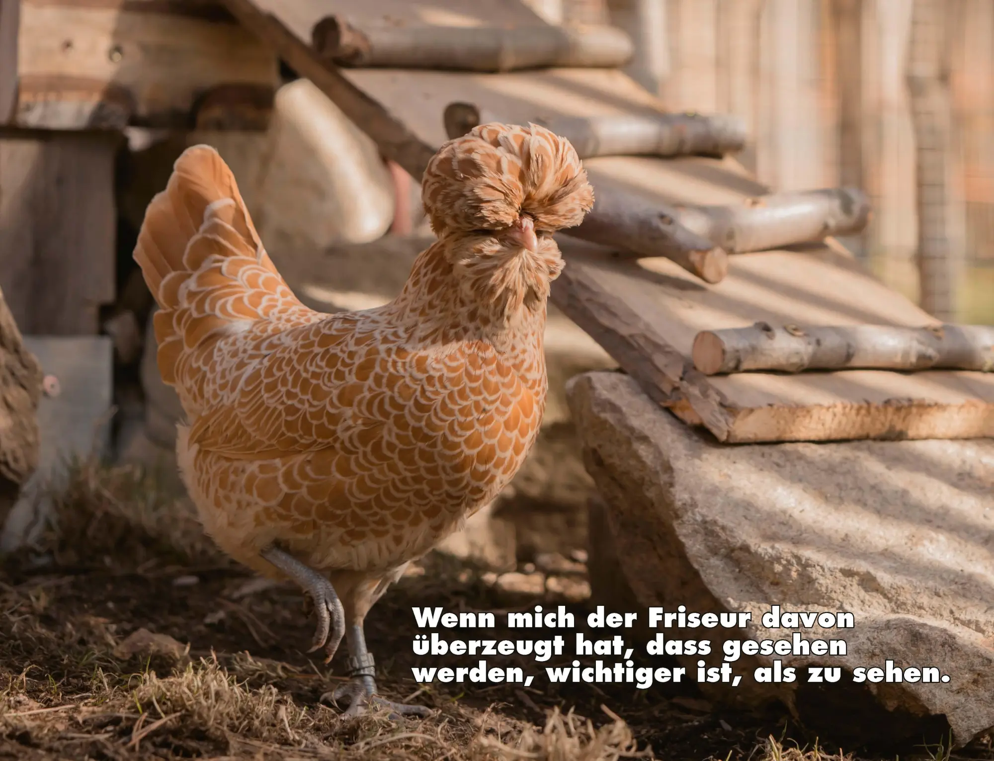 Bild: 9783966649919 | Kalender Hühner Memes 2026 Eintragkalender | Tierischer Hühner-Spaß