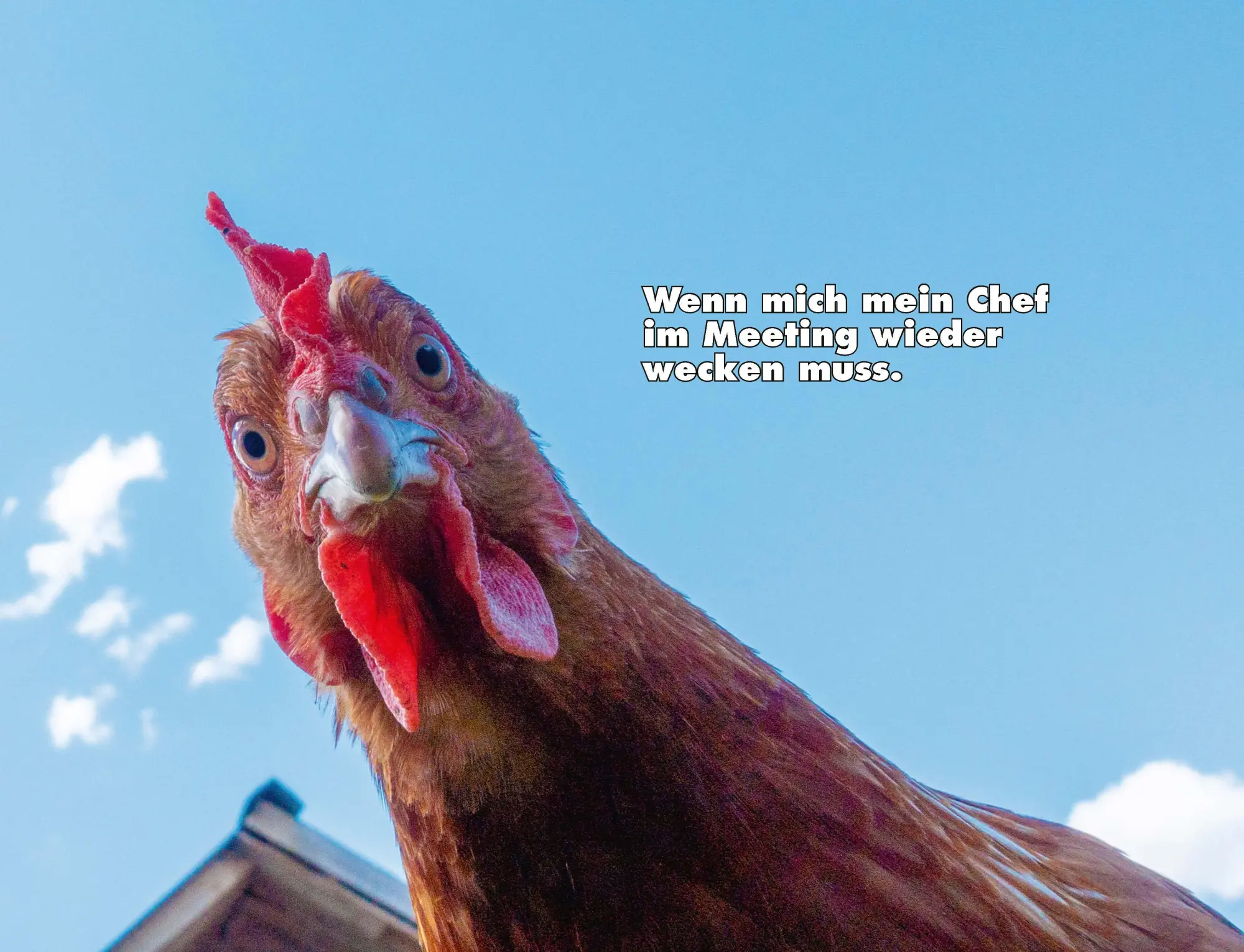 Bild: 9783966649919 | Kalender Hühner Memes 2026 Eintragkalender | Tierischer Hühner-Spaß
