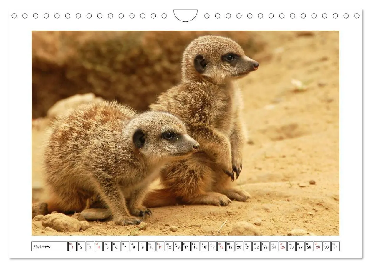 Bild: 9783435840120 | Kleine Schelme - Tierbabys (Wandkalender 2025 DIN A4 quer),...