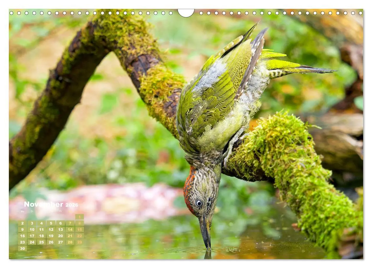 Bild: 9783457480120 | Vögel in unserer Heimat: Kiebitz, Wiedehopf und Turteltaube...