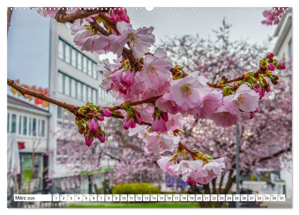 Bild: 9783457600320 | Kassel begeistert (Wandkalender 2026 DIN A2 quer), CALVENDO...