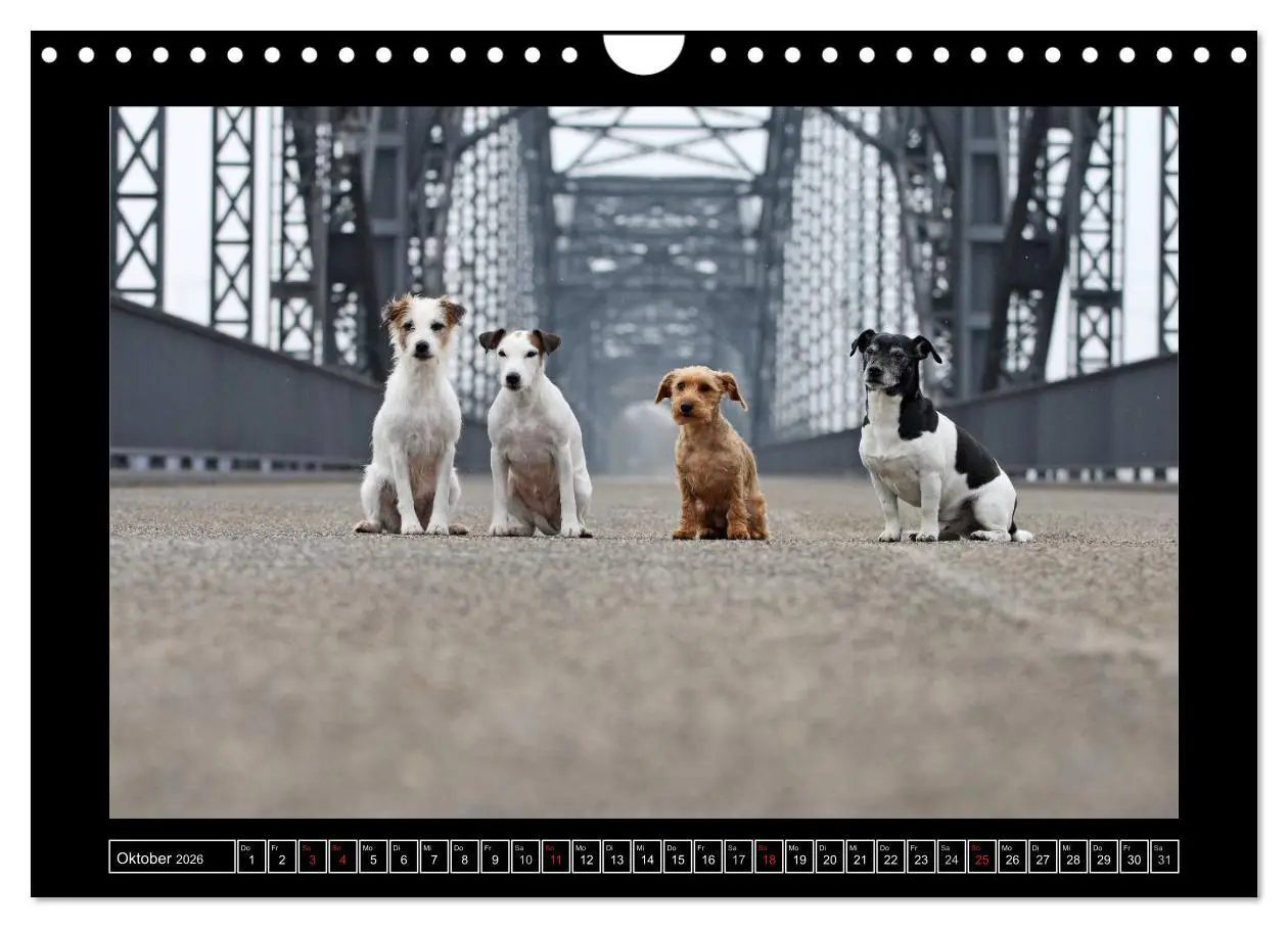 Bild: 9783516160420 | Parson Russell Terrier (Wandkalender 2026 DIN A4 quer), CALVENDO...