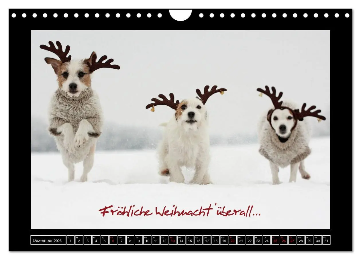 Bild: 9783516160420 | Parson Russell Terrier (Wandkalender 2026 DIN A4 quer), CALVENDO...
