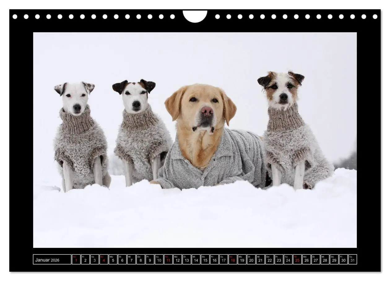 Bild: 9783516160420 | Parson Russell Terrier (Wandkalender 2026 DIN A4 quer), CALVENDO...