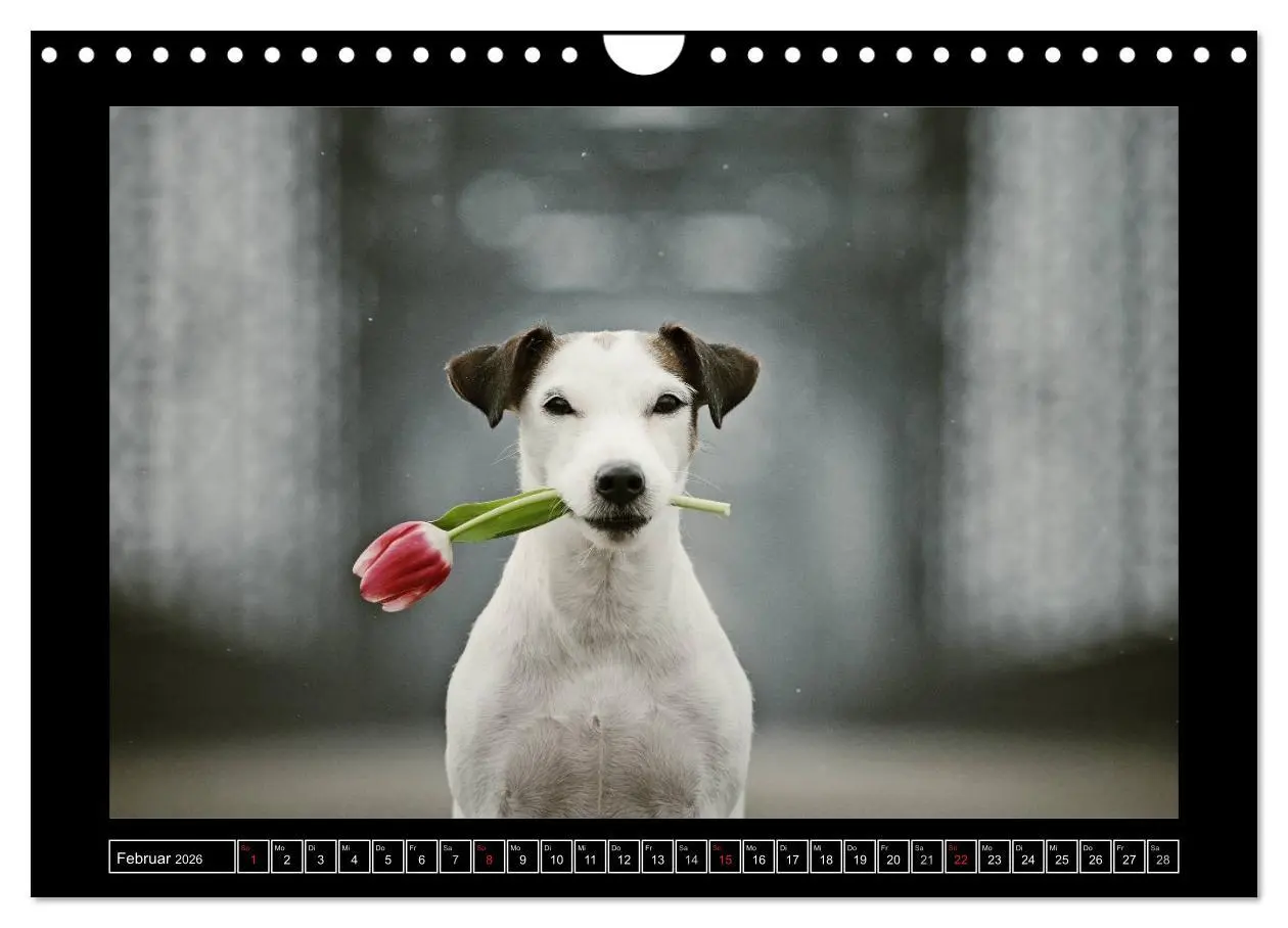 Bild: 9783516160420 | Parson Russell Terrier (Wandkalender 2026 DIN A4 quer), CALVENDO...
