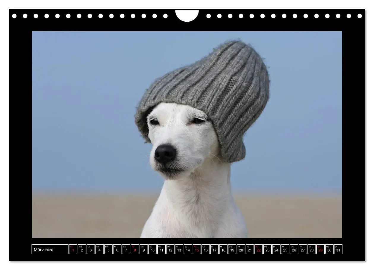 Bild: 9783516160420 | Parson Russell Terrier (Wandkalender 2026 DIN A4 quer), CALVENDO...