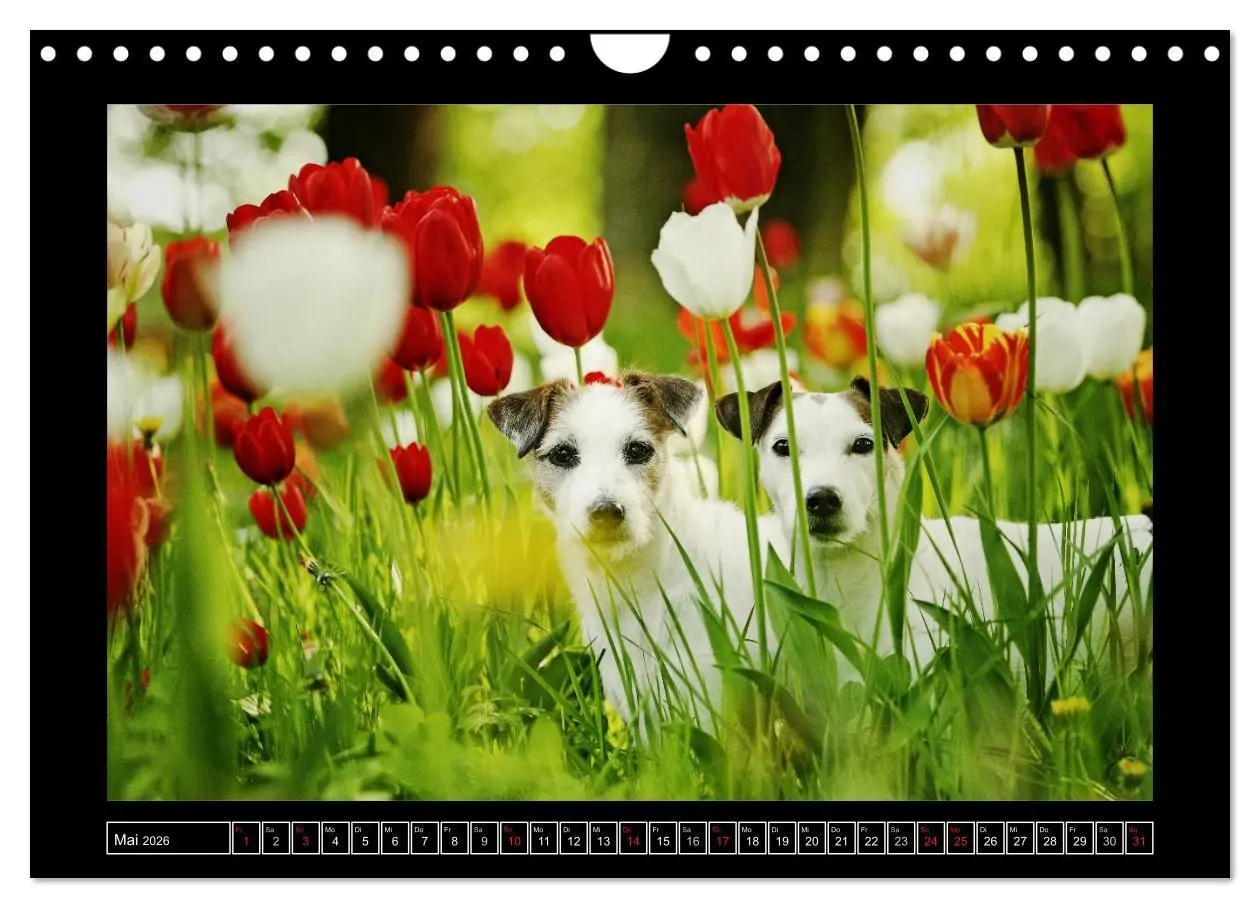 Bild: 9783516160420 | Parson Russell Terrier (Wandkalender 2026 DIN A4 quer), CALVENDO...