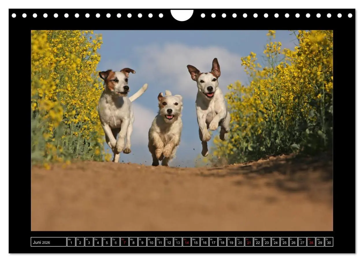 Bild: 9783516160420 | Parson Russell Terrier (Wandkalender 2026 DIN A4 quer), CALVENDO...