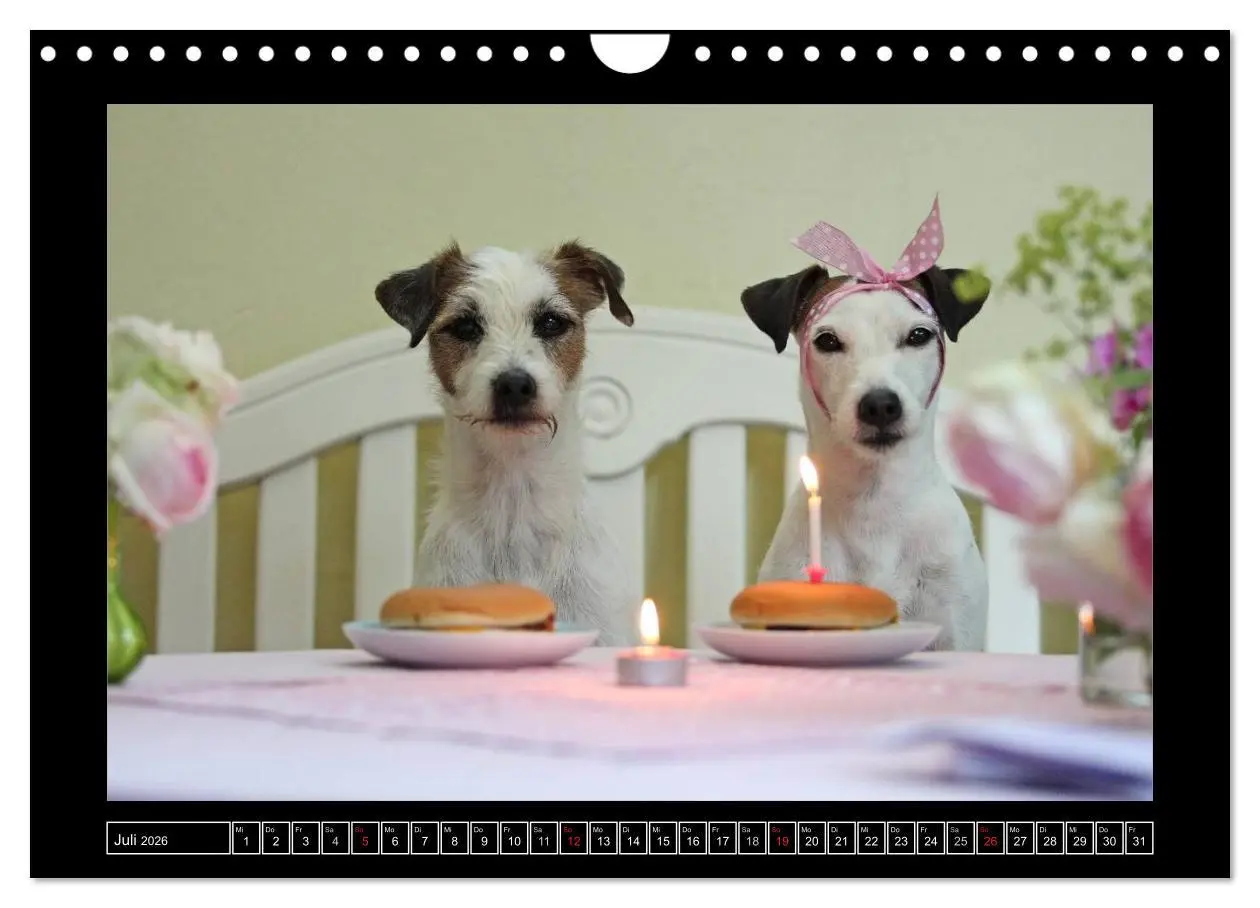 Bild: 9783516160420 | Parson Russell Terrier (Wandkalender 2026 DIN A4 quer), CALVENDO...