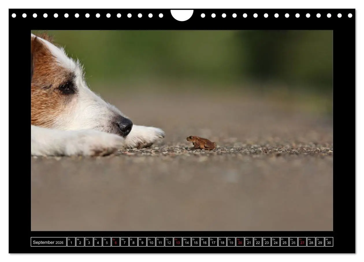 Bild: 9783516160420 | Parson Russell Terrier (Wandkalender 2026 DIN A4 quer), CALVENDO...