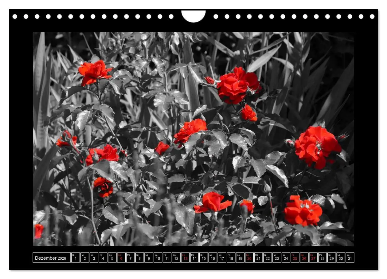 Bild: 9783516230420 | Schwarz-Weiß-Rot (Wandkalender 2026 DIN A4 quer), CALVENDO...