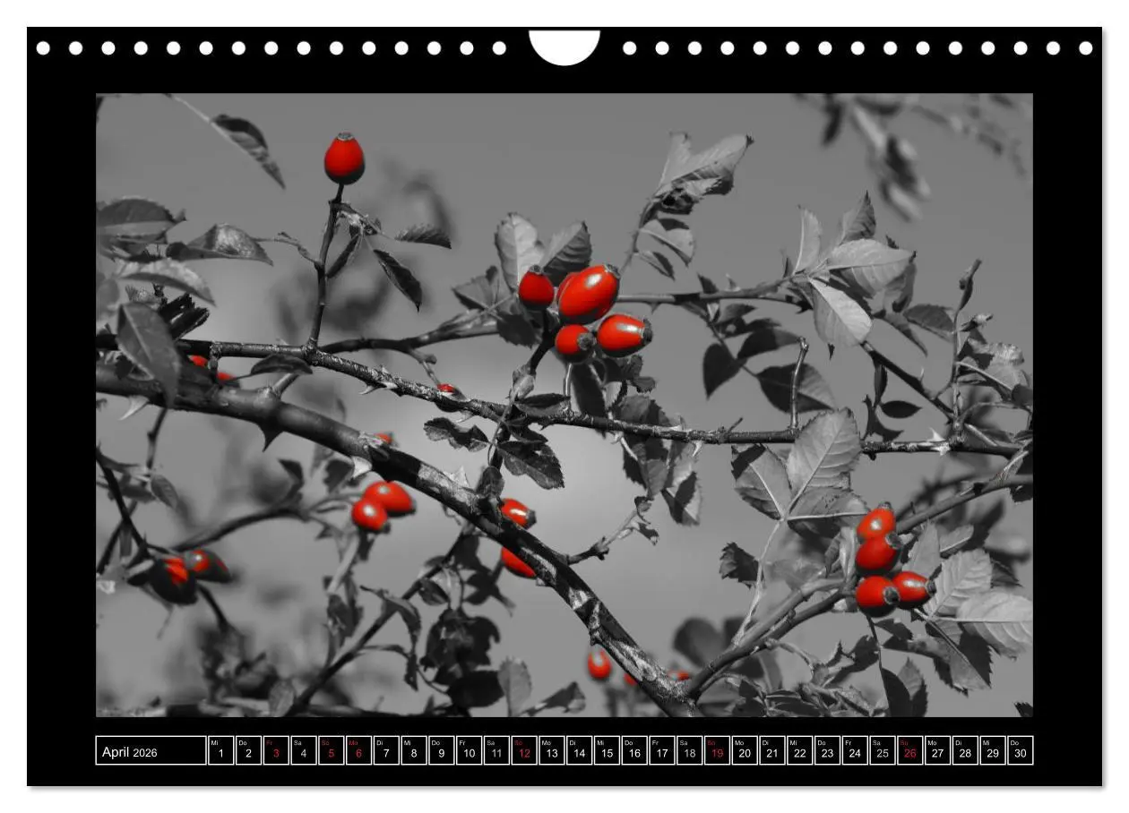 Bild: 9783516230420 | Schwarz-Weiß-Rot (Wandkalender 2026 DIN A4 quer), CALVENDO...