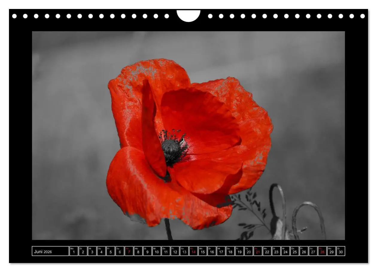 Bild: 9783516230420 | Schwarz-Weiß-Rot (Wandkalender 2026 DIN A4 quer), CALVENDO...