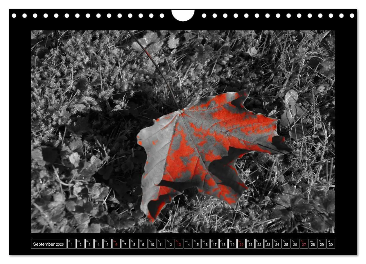 Bild: 9783516230420 | Schwarz-Weiß-Rot (Wandkalender 2026 DIN A4 quer), CALVENDO...