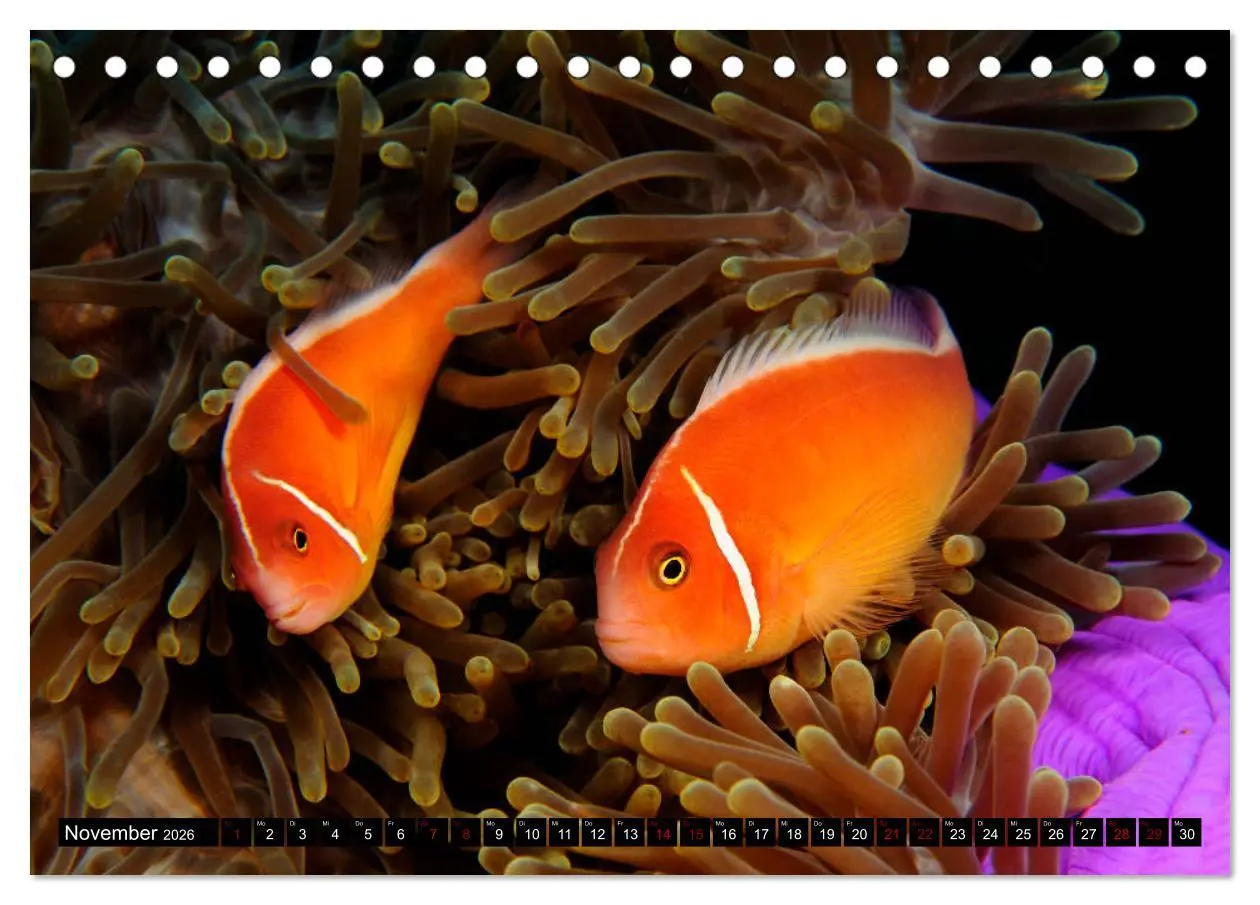 Bild: 9783457750520 | Raja Ampat - Faszinierende Unterwasserwelt (Tischkalender 2026 DIN...