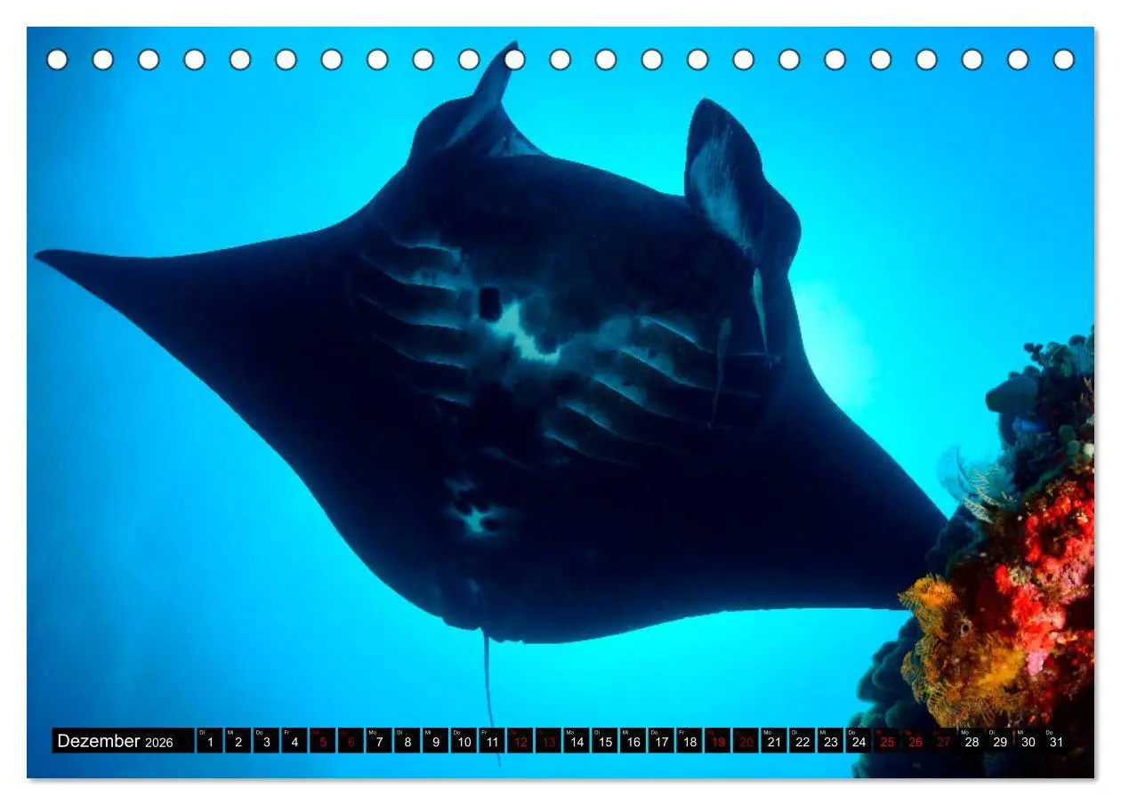 Bild: 9783457750520 | Raja Ampat - Faszinierende Unterwasserwelt (Tischkalender 2026 DIN...