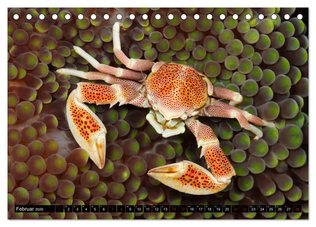 Bild: 9783457750520 | Raja Ampat - Faszinierende Unterwasserwelt (Tischkalender 2026 DIN...