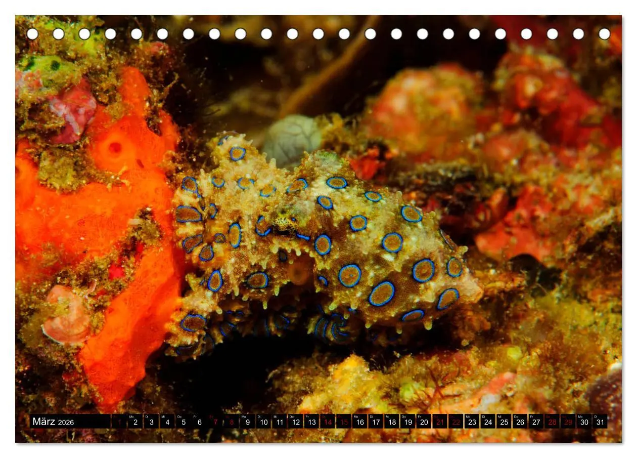 Bild: 9783457750520 | Raja Ampat - Faszinierende Unterwasserwelt (Tischkalender 2026 DIN...