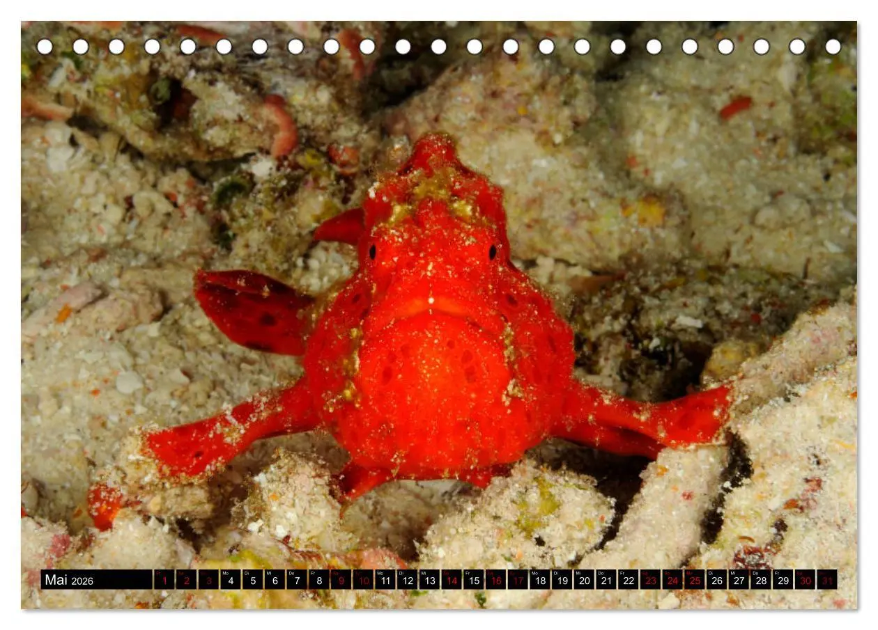 Bild: 9783457750520 | Raja Ampat - Faszinierende Unterwasserwelt (Tischkalender 2026 DIN...