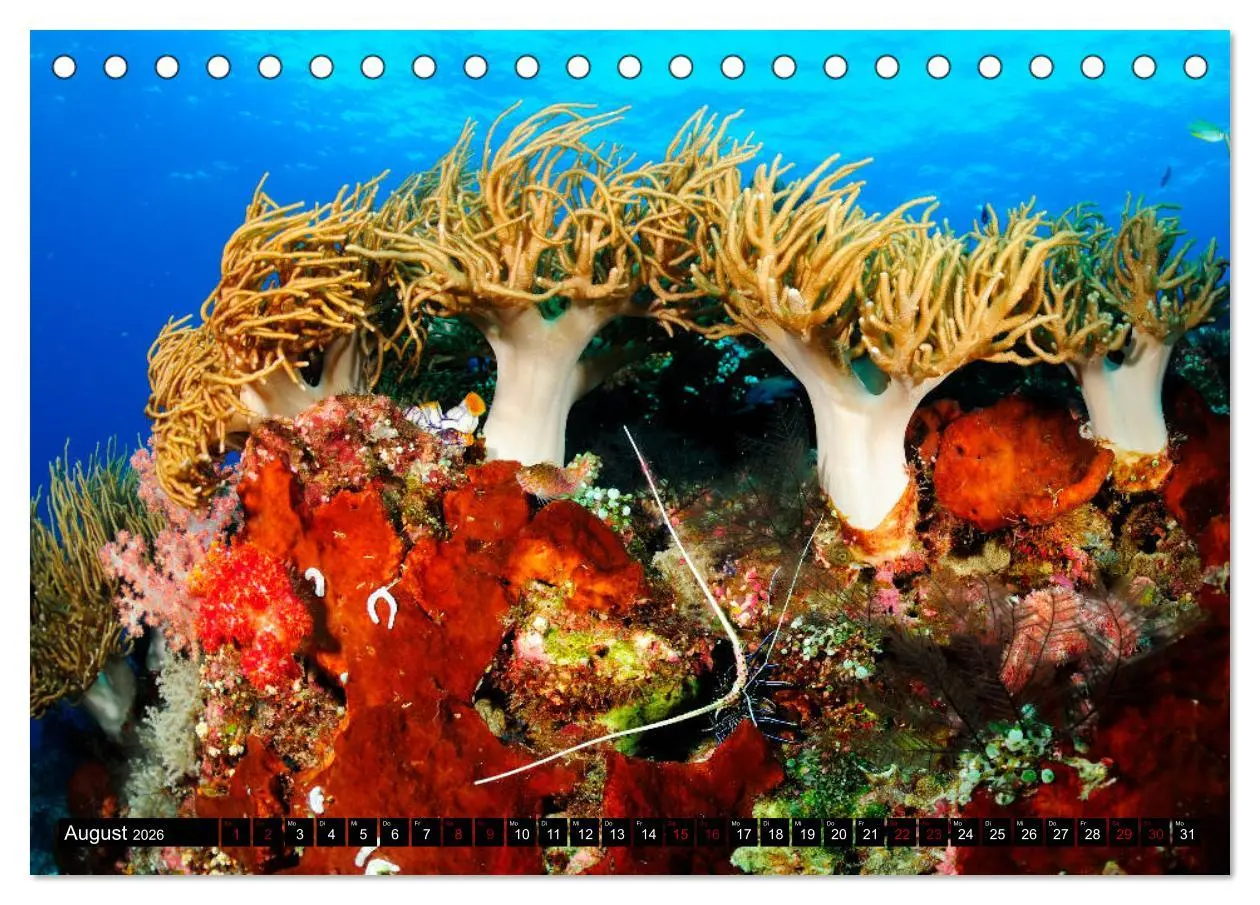Bild: 9783457750520 | Raja Ampat - Faszinierende Unterwasserwelt (Tischkalender 2026 DIN...