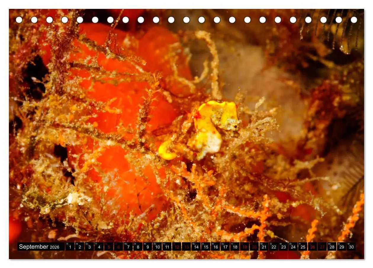 Bild: 9783457750520 | Raja Ampat - Faszinierende Unterwasserwelt (Tischkalender 2026 DIN...