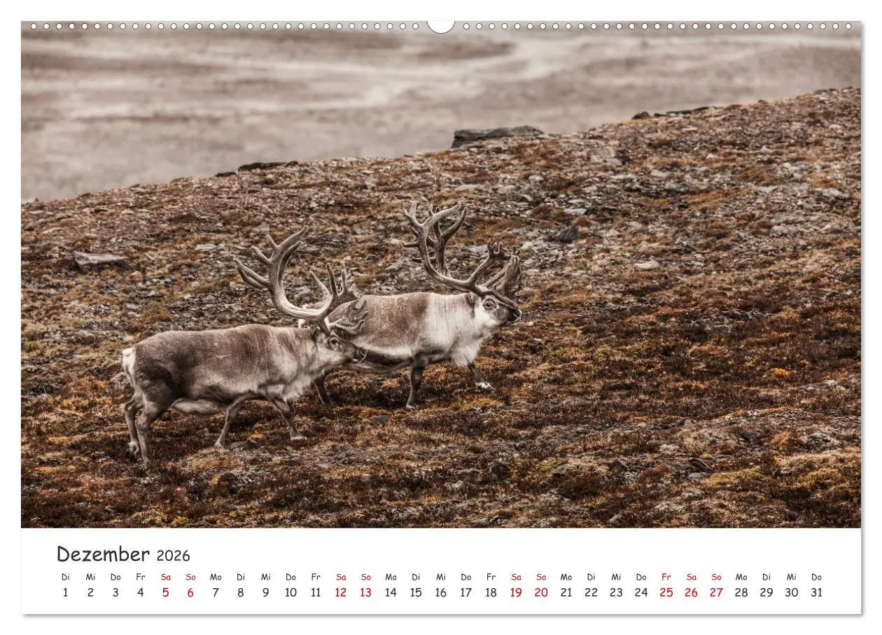 Bild: 9783457820520 | Rentiere (Wandkalender 2026 DIN A2 quer), CALVENDO Monatskalender