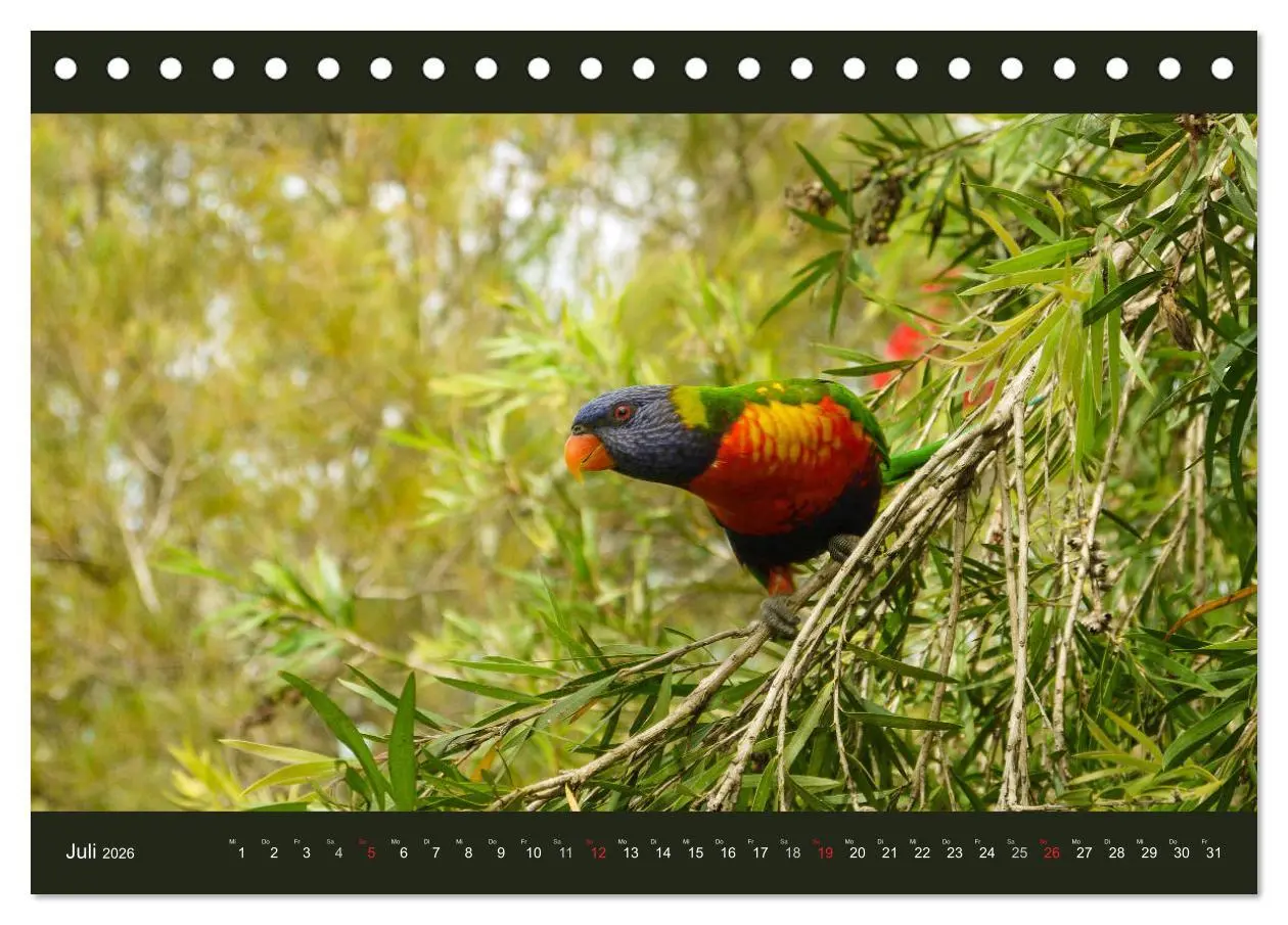 Bild: 9783516150520 | Australien - Farbige Vielfalt (Tischkalender 2026 DIN A5 quer),...