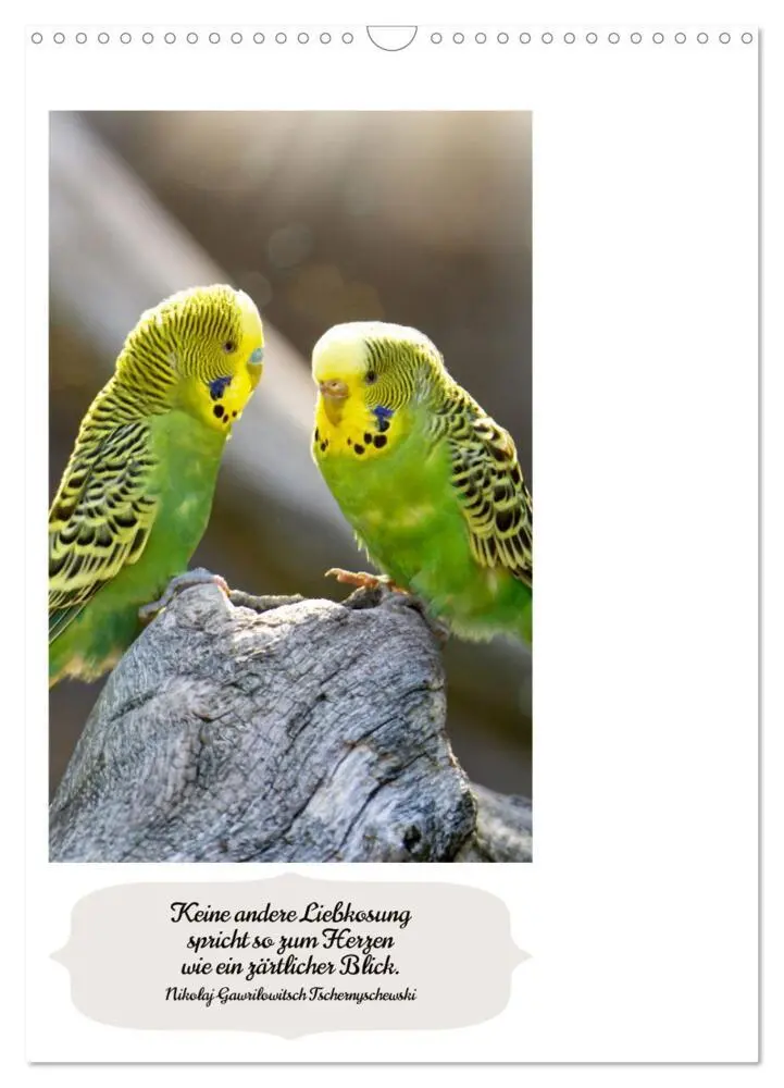 Bild: 9783435890620 | Niedliche Wellensittiche (Wandkalender 2025 DIN A3 hoch), CALVENDO...