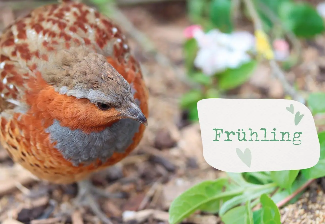 Bild: 9783818620820 | Was sucht das Huhn im Kräuterbeet? | Anne Baresch | Taschenbuch | 2024