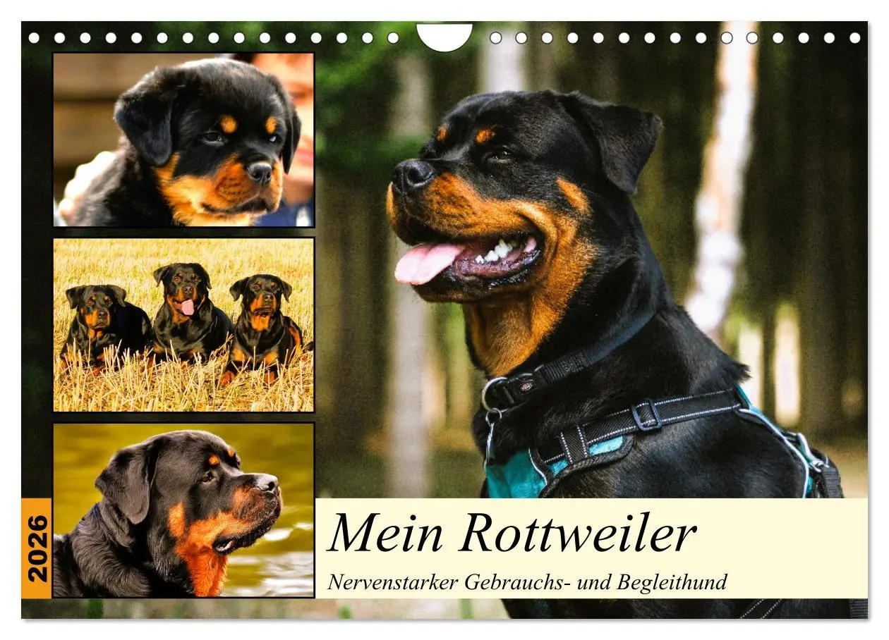 Cover: 9783457570920 | Mein Rottweiler. Nervenstarker Gebrauchs- und Begleithund...