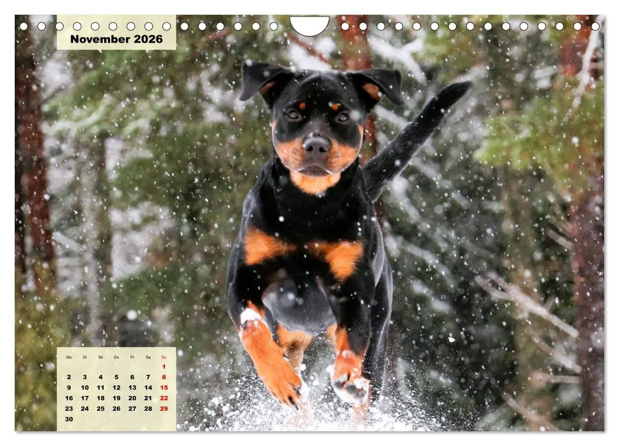 Bild: 9783457570920 | Mein Rottweiler. Nervenstarker Gebrauchs- und Begleithund...