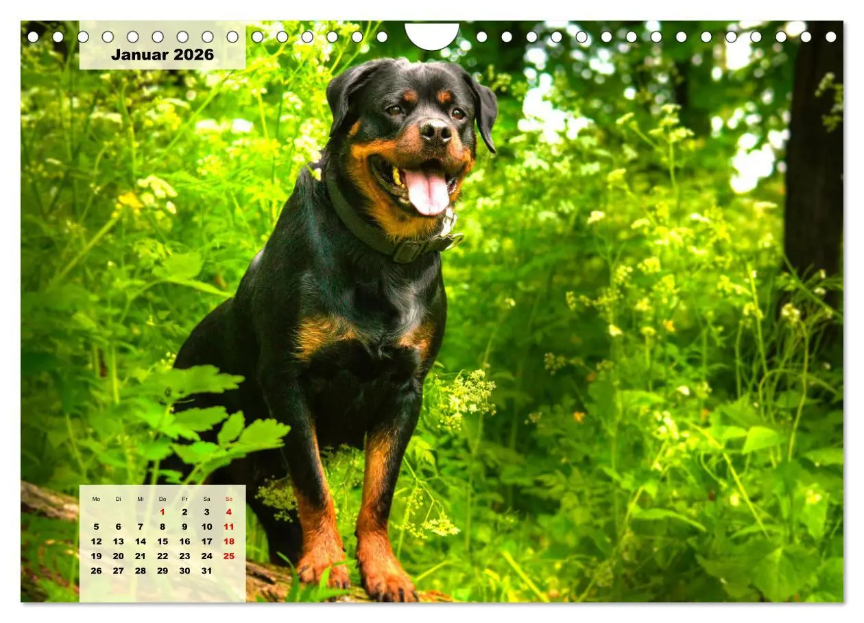 Bild: 9783457570920 | Mein Rottweiler. Nervenstarker Gebrauchs- und Begleithund...