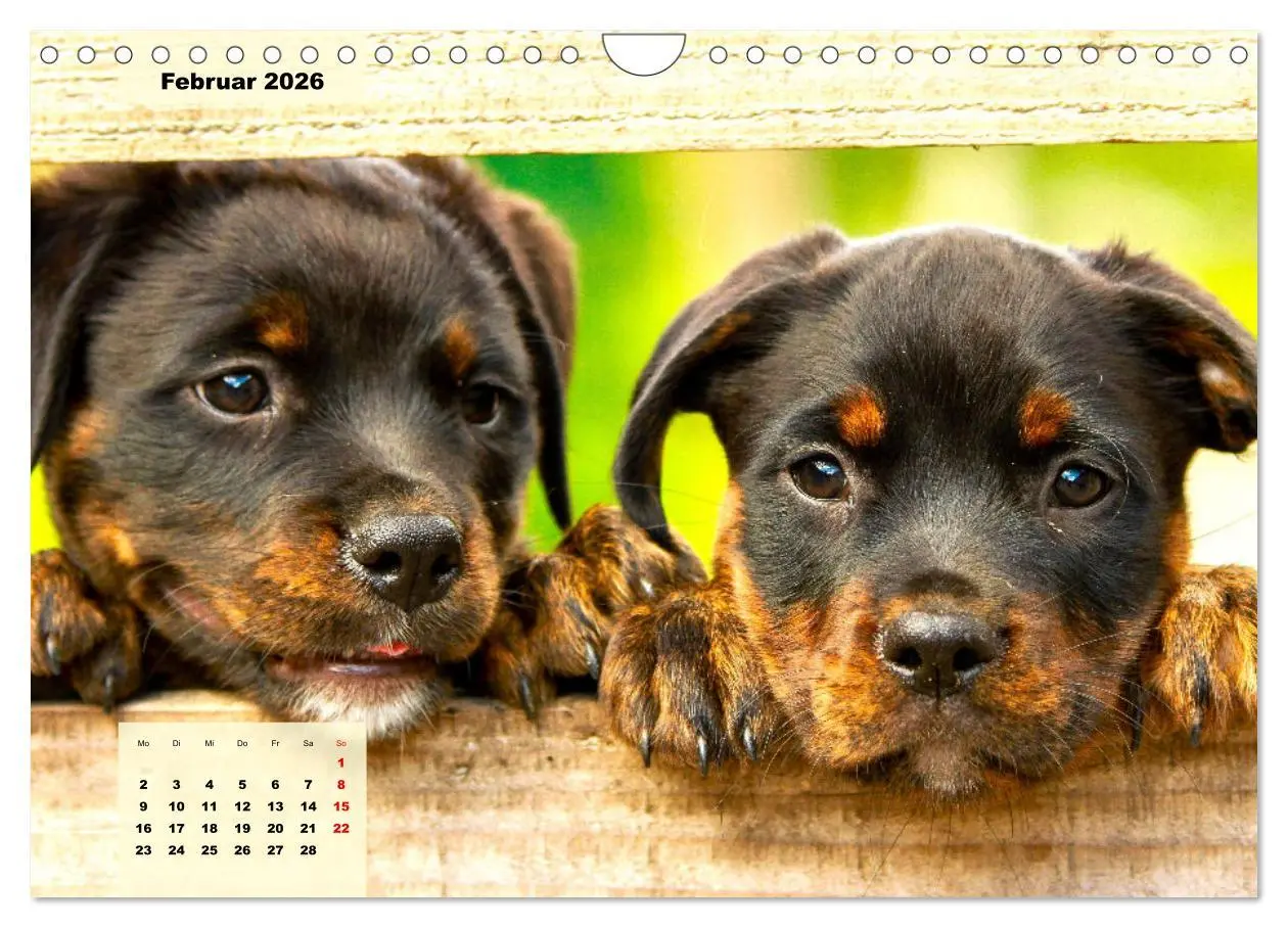 Bild: 9783457570920 | Mein Rottweiler. Nervenstarker Gebrauchs- und Begleithund...
