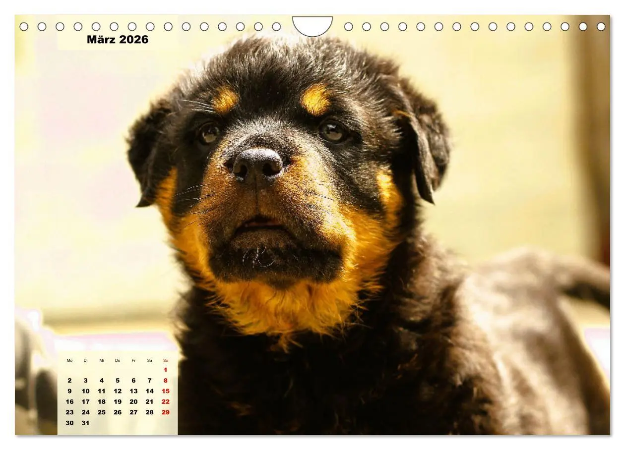 Bild: 9783457570920 | Mein Rottweiler. Nervenstarker Gebrauchs- und Begleithund...