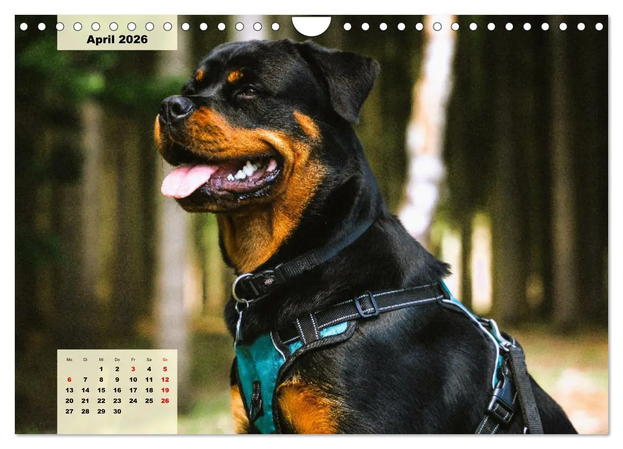 Bild: 9783457570920 | Mein Rottweiler. Nervenstarker Gebrauchs- und Begleithund...
