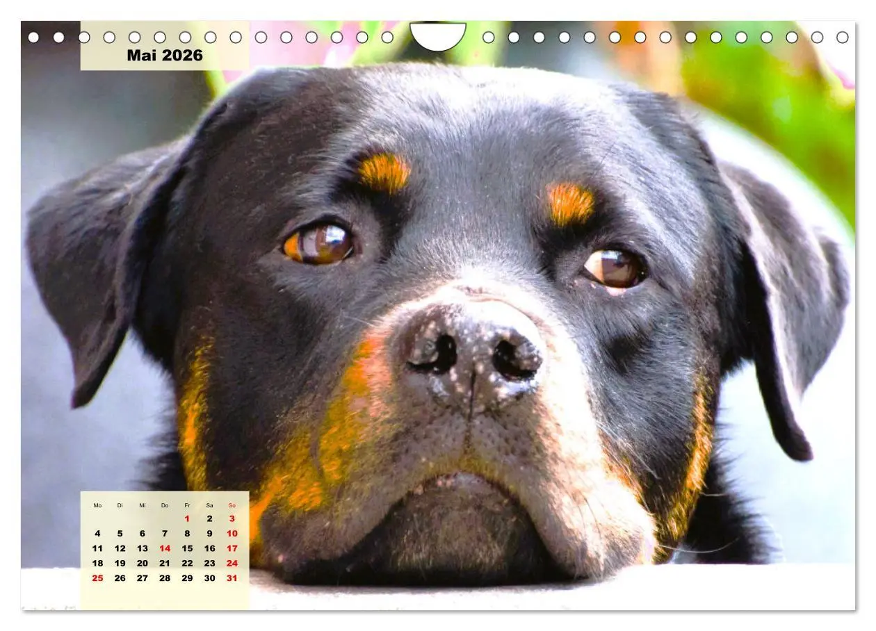 Bild: 9783457570920 | Mein Rottweiler. Nervenstarker Gebrauchs- und Begleithund...