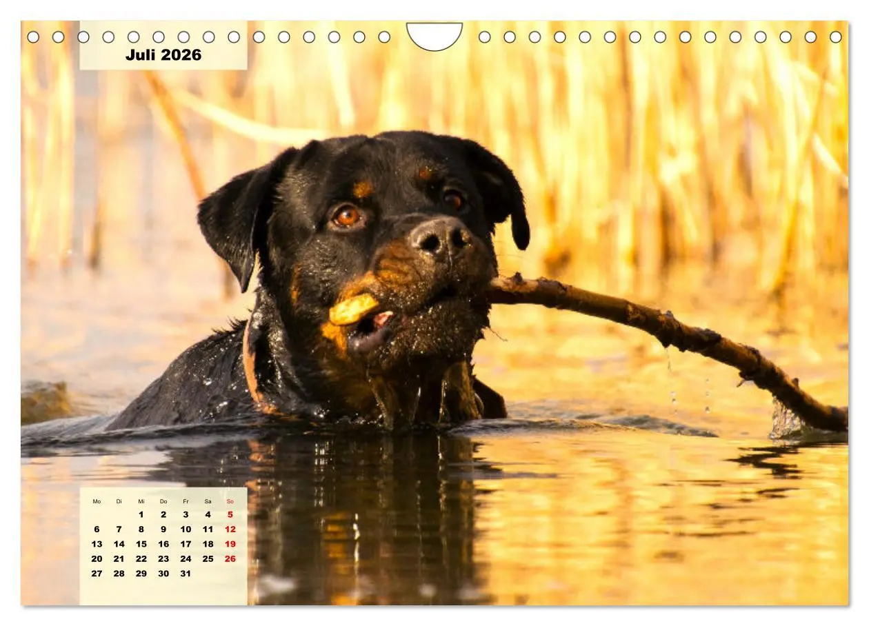 Bild: 9783457570920 | Mein Rottweiler. Nervenstarker Gebrauchs- und Begleithund...