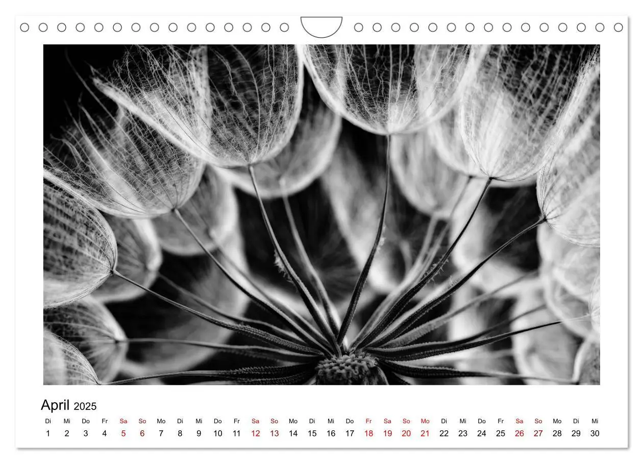 Bild: 9783435441020 | Die grafische Schönheit der Pflanzen ¿ Schwarz-Weiß (Wandkalender...
