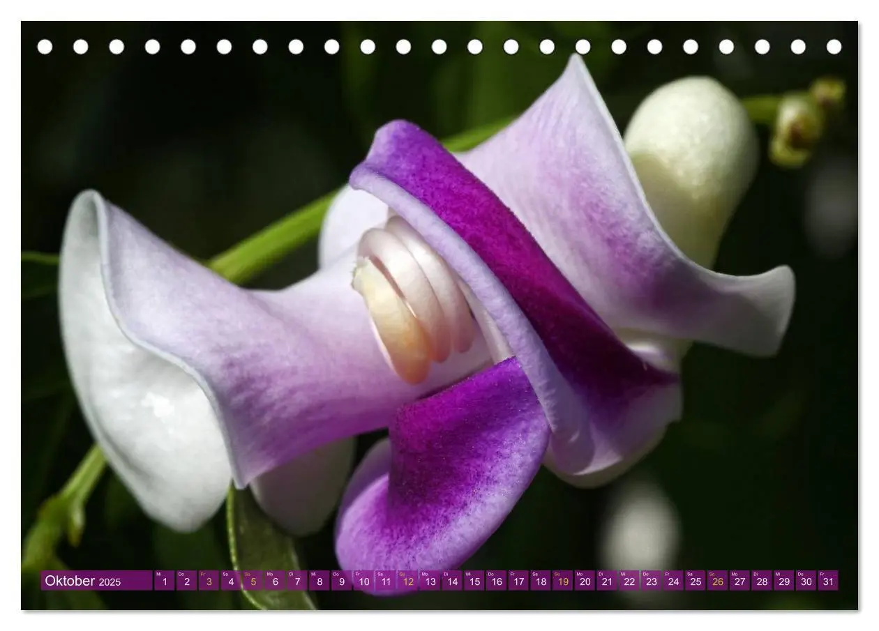 Bild: 9783435741120 | Flower Power - Zauberhafte Kübelpflanzen (Tischkalender 2025 DIN A5...