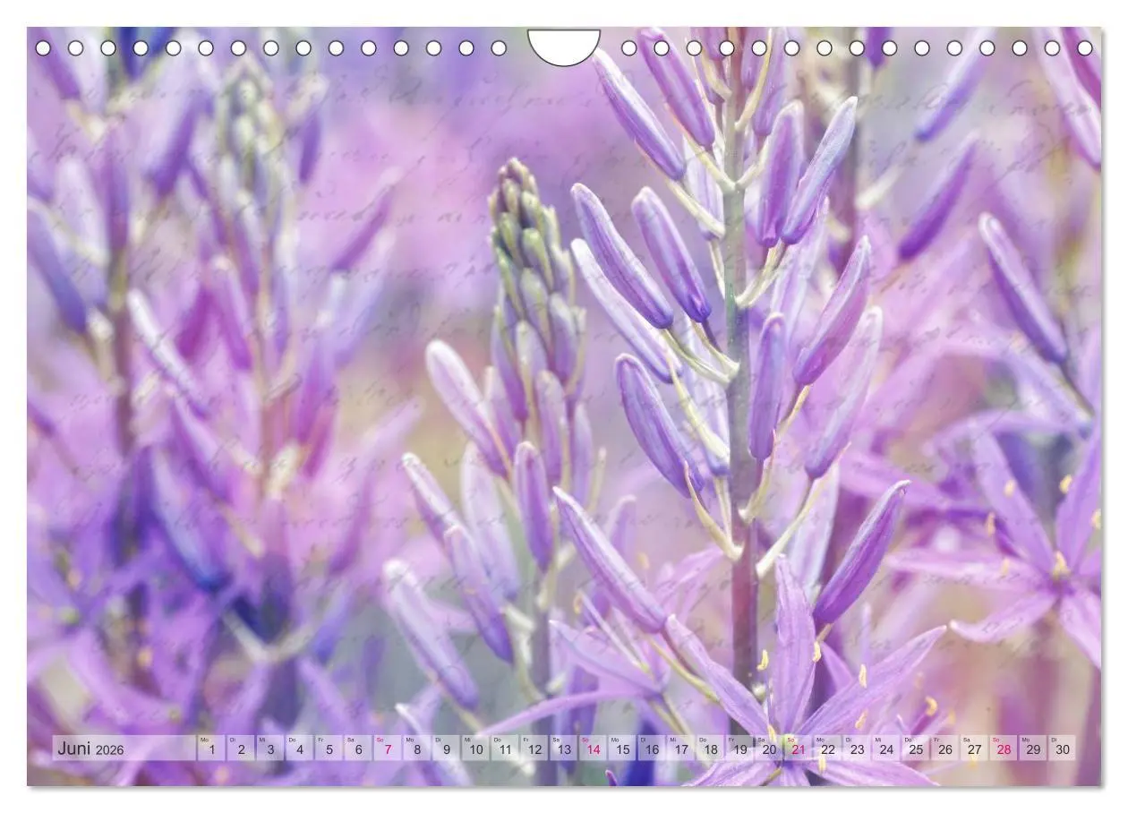 Bild: 9783516161120 | Vintage Nature - Romantische Naturaufnahmen (Wandkalender 2026 DIN...
