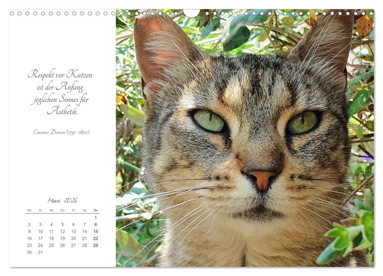 Bild: 9783457441220 | Catlovers - Ein Jahr voller Samtpfoten und charmanten Weisheiten...