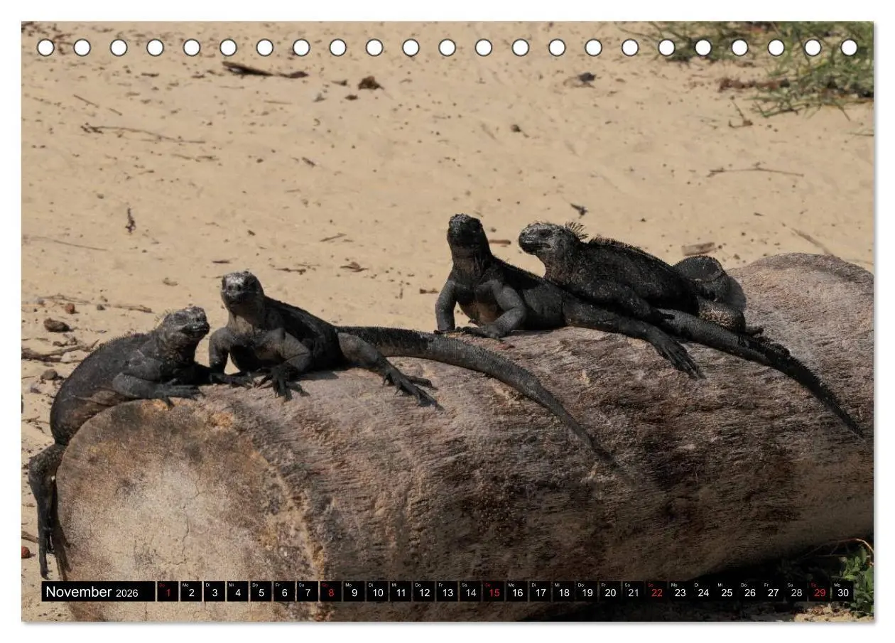 Bild: 9783516141320 | Galapagos Archipel- Faszination Tierwelt (Tischkalender 2026 DIN A5...
